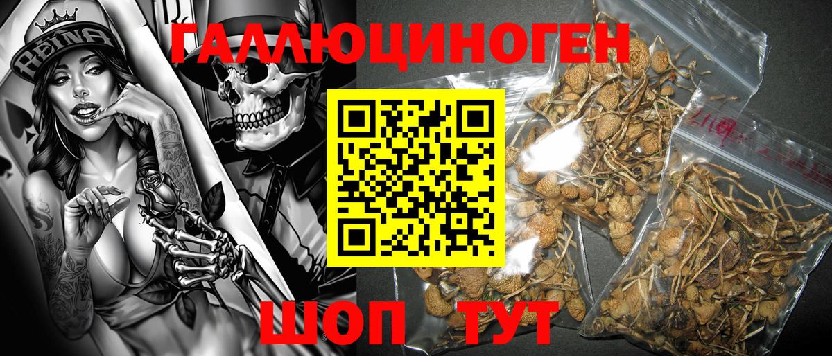 где продают наркотики  Вход с VPN  Северск  Псилоцибиновые грибы Psilocybine cubensis 